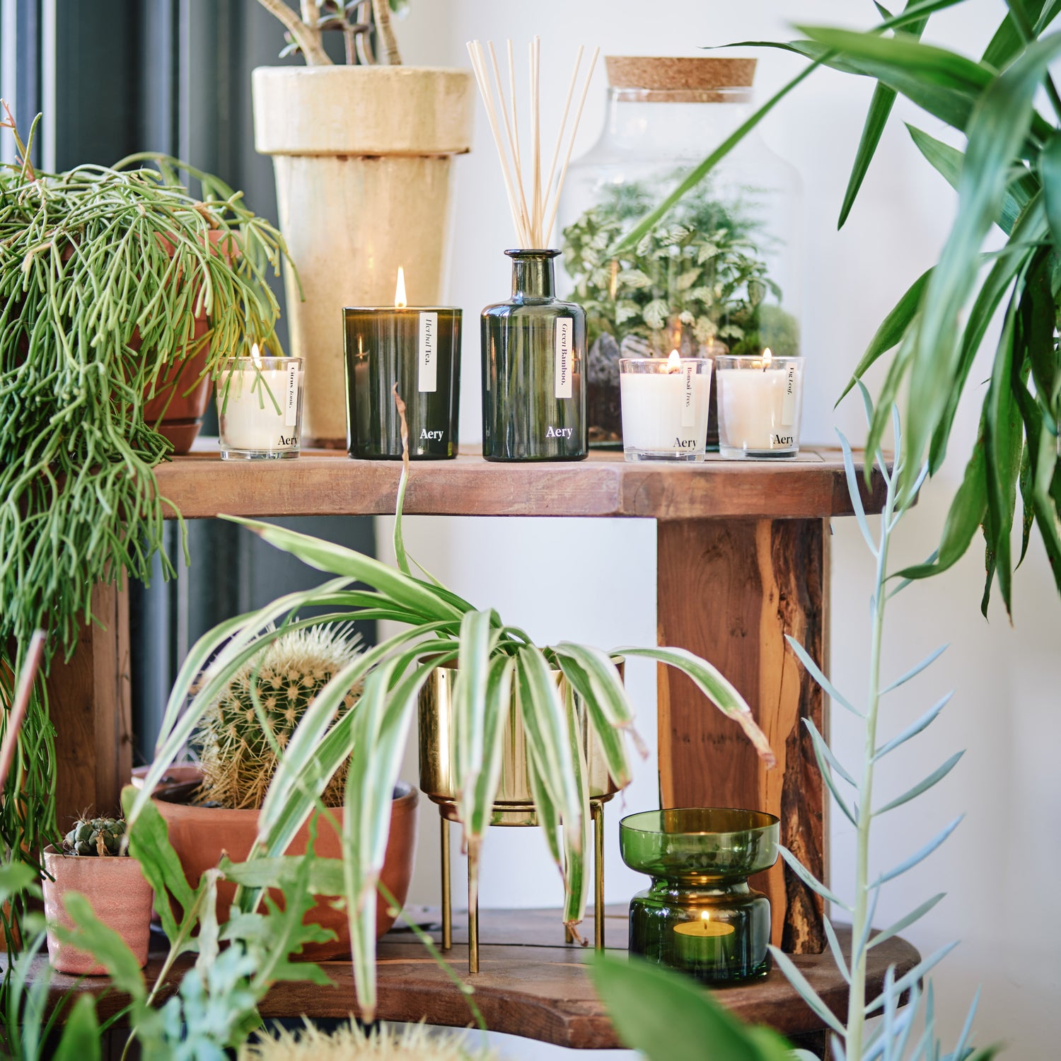 decorative shelving display of botanical aery candles surrounded by indoor house plants