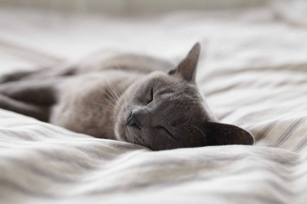 5 Reasons That Sleep Is So Important