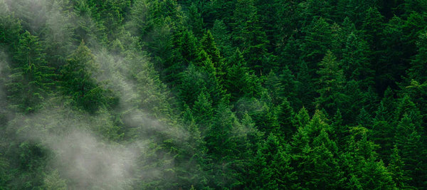 arial shot of a pine rich forest with mist breaking