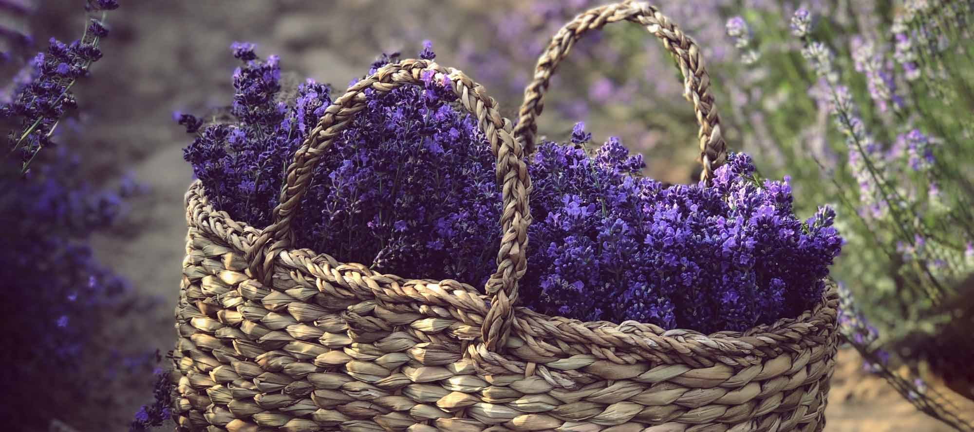 woven basket filled with fresh Lavender in a Lavender field