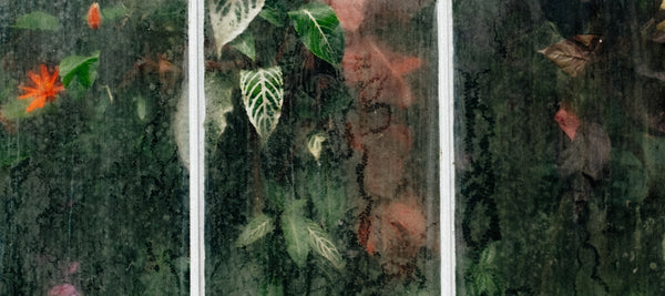 How can house plants improve your mental health