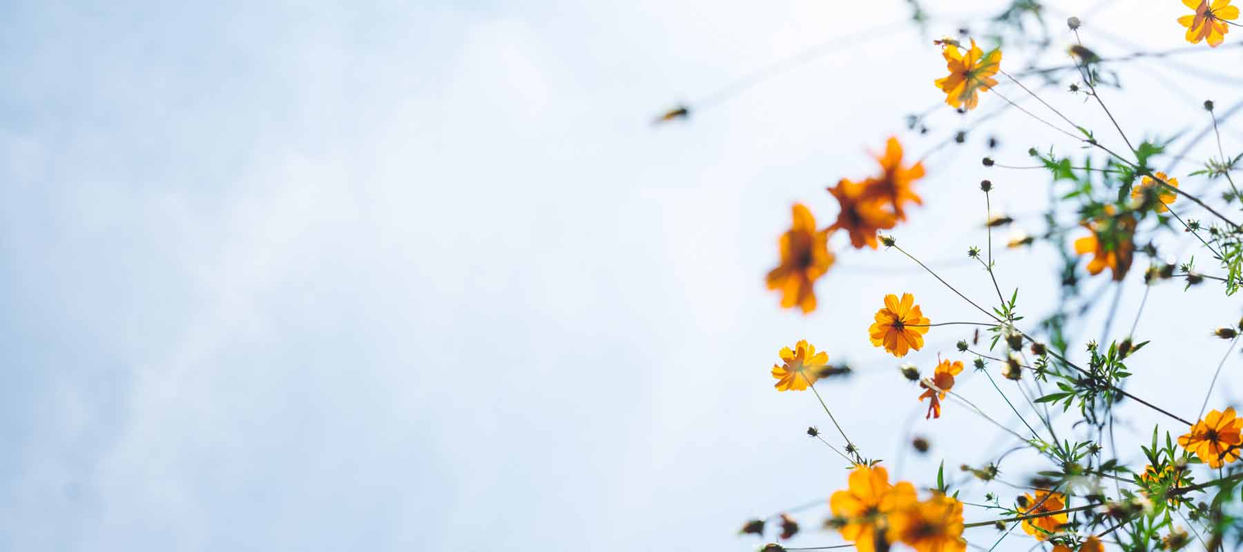 image with blue skies and orange meadow flowers