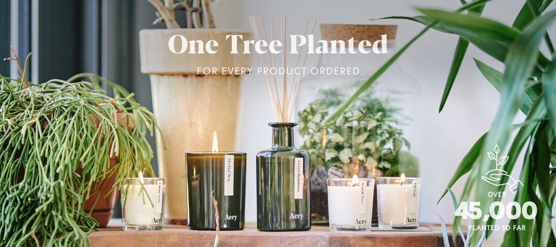 botanical house plants surrounding aery living candles and diffusers with graphics illustrating 45,000 trees planted